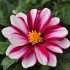 Dahlia hortensis Starlias 'Bicolor rot-weiss gestreift' -- Garten-Dahlie